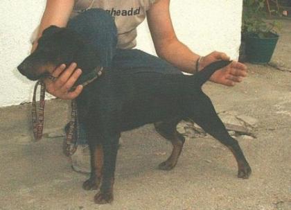 Deutsche Jagdterrier
