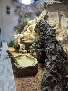 Zwergbartagame mit Terrarium