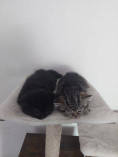 Britisch Kurzhaar Tabby