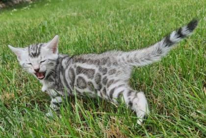 Reinrassige Black Silber Bengal Junge geboren. 3. 52022