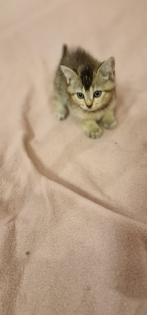 BKH Kitten suchen ein liebevolles neues Zuhause