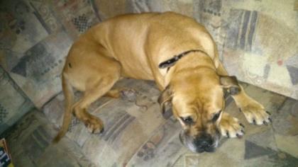 Gebe mein Boxer-mischling ab ist dringend