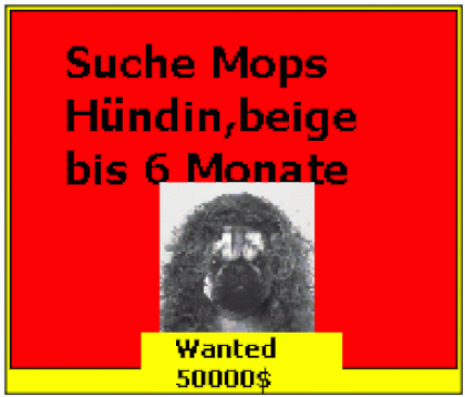 Suche Mops Hündin
