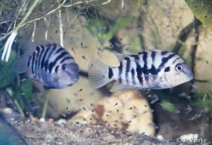 Zebrabuntbarsche zu verkaufen