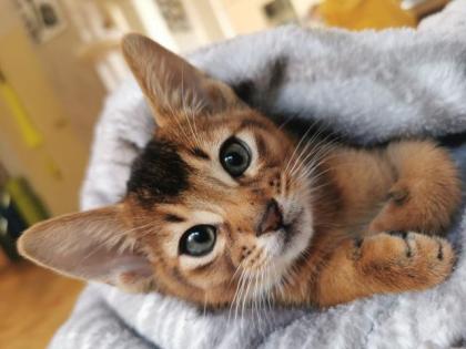 Reinrassige Abessinier Kitten mit Stammbaum