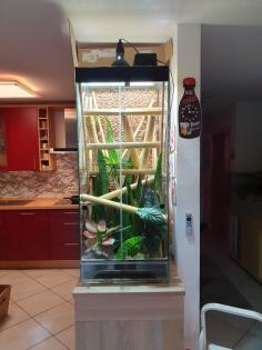 Phelsuma Klemmeri Taggeck mit Terrarium und Technik