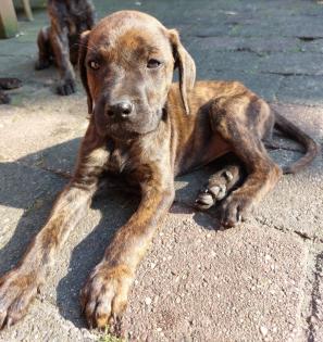 Ridgeback Labrador Welpen