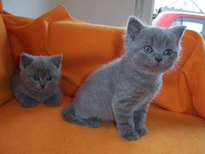 Süße BKH-Kitten suchen ein neues zu Hause