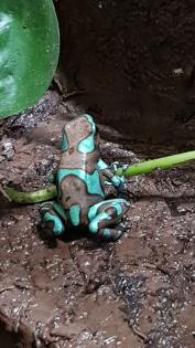 Diverse Nachzuchten verschiedener Dendrobaten Dendrobates Pfeilgiftfrösche Frösche abzugeben.