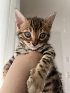 4 zuckersüße Bengal Kitten