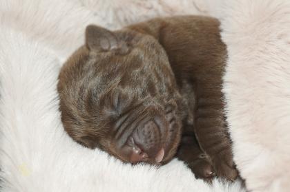 Labrador Welpen braun Showtyp Zucht seit 1998