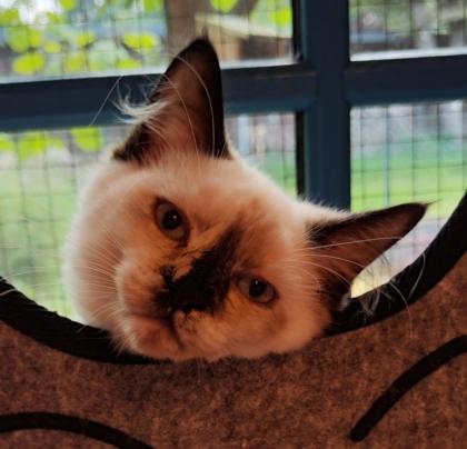 Zauberhaftes Ragdoll Kätzchen abzugeben