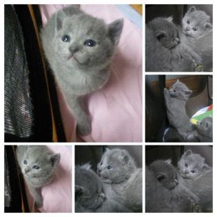 Russisch blau bildhübsche Kitten m. Stammbaum/Impfpass, ab August oder nach Abspr