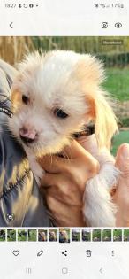 Verschmuster kleiner Chinese Crested Junge sucht umständehalber ein neues Plätzchen
