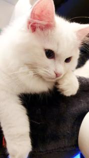 Edel, Traumhaft und Schönheiten Kitten / Ragdoll Neva Masquarade.