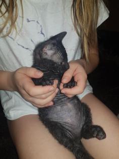 Katzen Babys