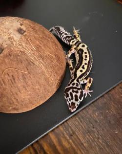Pet Only MS Bold Stripe Bandit 0. 0. 1 2022