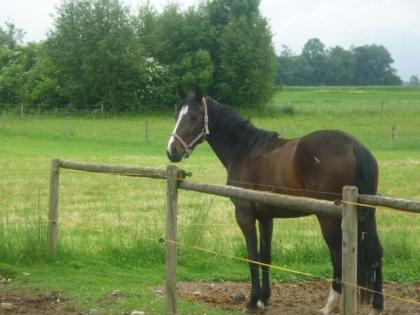 Hübsche Freizeit Warmblutstute