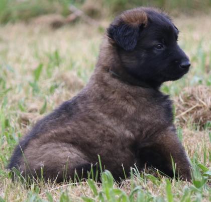Belg. Schäferhundwelpen zu vergeben