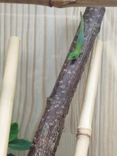 Wunderschöne Phelsuma laticauda Nachzuchten