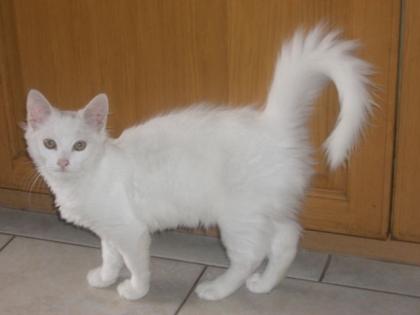 Süße weiße langhaar katze um 50Euro zu vergeben -