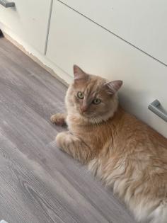 Rassenkatze Norwegische Waldkatze /Ragdoll