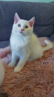 Ragdoll kitten mit Stammbaum