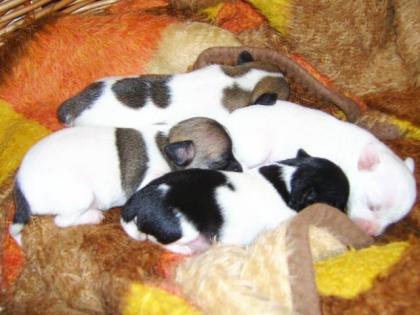 Chihuahua - welpen nur in liebevolle Hände abzugeben
