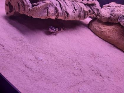 Leopardengeckos