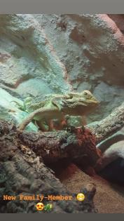 Bartagame mit Terrarium und Zubehör