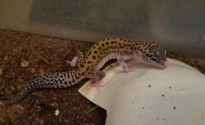 Leopardgecko Weibchen