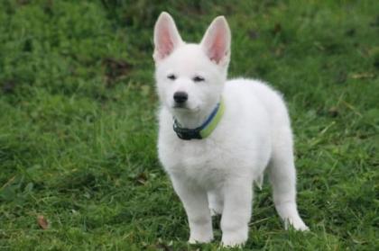 Wir die 4 Stockhaar-Welpen Weisse Schäferhunde suchen noch ihre Familie