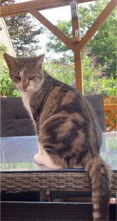 Katze vermisst