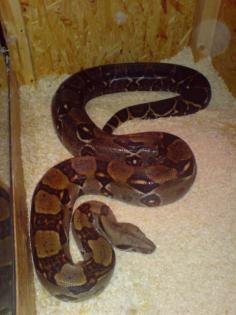 1. 1 Boa constrictor imperator, Costa Rica, reinrassig