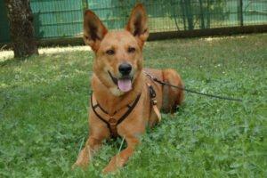 RED TEDDY - männlich 7 Jahre 69 cm 32. 7 kg Mix Gechipt Kastriert
