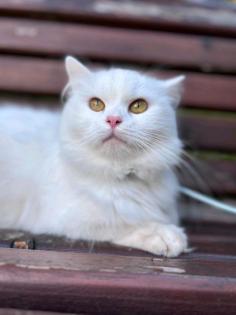 Angora Katze