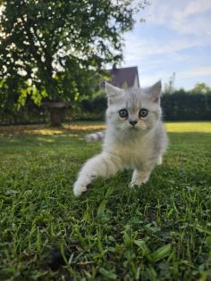 Britisch kurzhaar kitten