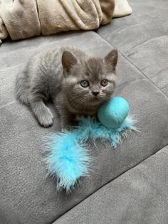 BKH Kitten