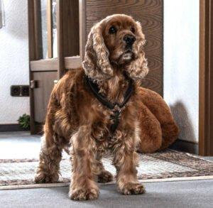 BENNY BUB - männlich 9 Jahre 45 cm 16 kg Cocker-Spaniel Gechipt