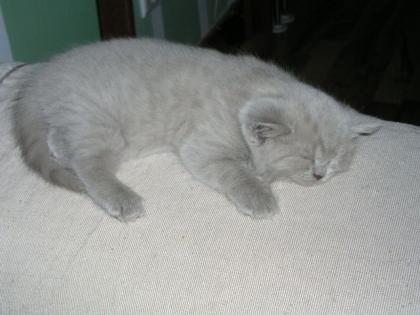 Reinrassige BKH Babys, Kitten, Kätzchen in creme