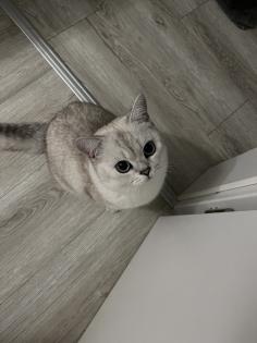 Deckkater sucht eine Dame