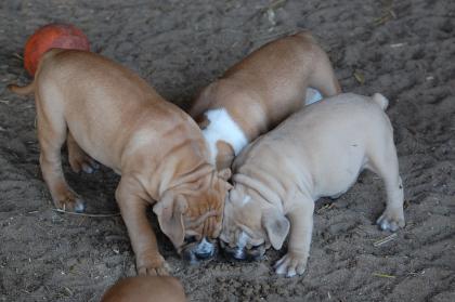 Kräftige Bulldogwelpen suchen