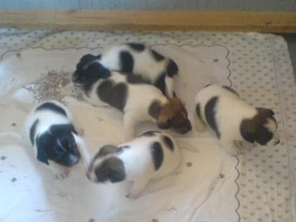 Jack Russel Terrier Welpen
