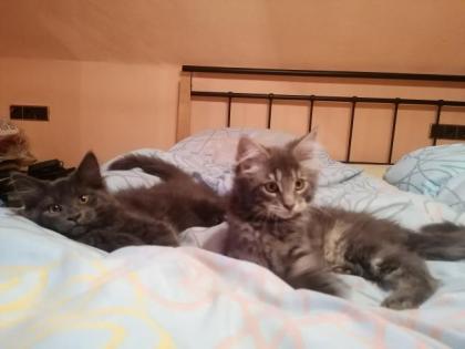 Main Coon Kitten suchen liebevolles Zuhause