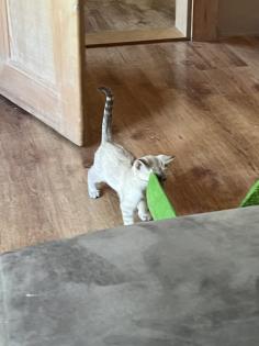 Snow Bengal, Kater mit Kratzbaum etc.