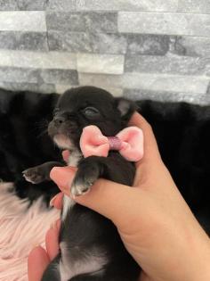 Wunderschöne Reinrassige Chihuahua Welpen Weibchen