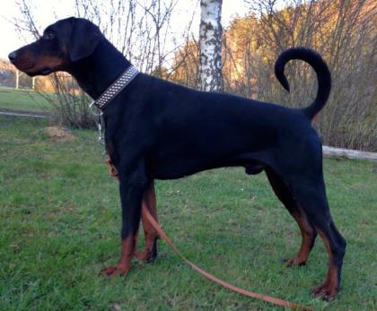 Dobermann Deckrüde steht gesunden Hündinnen zur Verfügung.