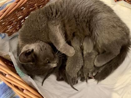 Chartreux, echte Kartäuser Kätzchen