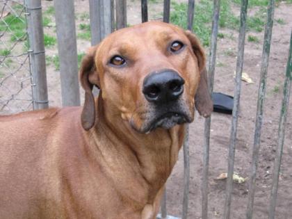 Dringend Bruthus 4 jähriger lieber Rhodesien Ridgeback sucht liebevolles Zuha