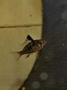 Mikrogeophagus altispinosus Bolivianischer Schmetterlingsbuntbarsch